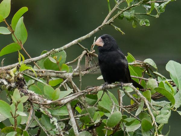 <h3><a href="/trips/costa-rica/biota/animalia/chordata/aves/040 passeriformes/127 thraupidae/oryzoborus nuttingi/oryzoborus nuttingi-nl.html">Oryzoborus&nbsp;nuttingi</a> / Nicaraguan&nbsp;seed&nbsp;finch / Nicaraguaanse&nbsp;zaadkraker</h3>OM-1 Mark II met M.300mm F4.0 + MC-14, 1/2000 sec  bij F5.6, ISO 5000, afstand 89.4&nbsp;m